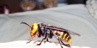 კრაზანას ნაკბენისგან, 60 წლის მამაკაცი გარდაიცვალა