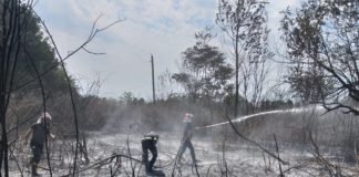 სოფელ მაწიმში ტყის ქვედა საფარს ცეცხლი გაუჩნდა