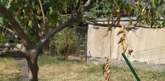 ვანდალიზმის ფაქტი მე-8 სკოლაში-სკოლის ადმინისტრაციამ საპატრულო პოლიცია გამოიძახა