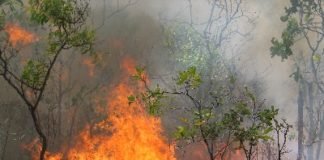 ყვარლის სოფელ ახალსოფლის ტყეში ხანძარია