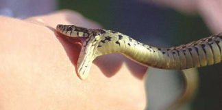 შვიდი წლის გოგონას შხამიანმა გველმა უკბინა