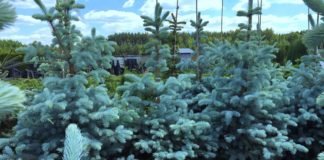 საქართველოში ნაძვის ხის ფასი თვის ხელფასის ტოლია – BBC კავკასიურ სოჭზე