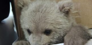 სამცხე-ჯავახეთში წითელ ნუსხაში შეტანილი კავკასიური მურა დათვის ბელი მოკლეს