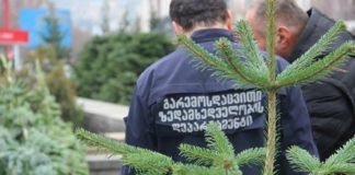 წიწვოვანი ხე-მცენარეების უკანონოდ მოპოვებაზე კონტროლი გამკაცრდა