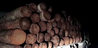 ხე-ტყის უკანონო ჭრისა და ტრანსპორტირების ფაქტი გამოვლინდა