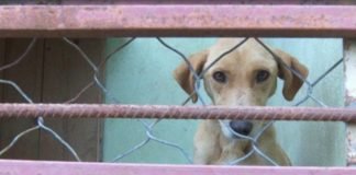 ცხოველებისადმი სასტიკი მოპყრობა -ბინაში 15-მდე ძაღლი ჰყავდა ჩაკეტილი