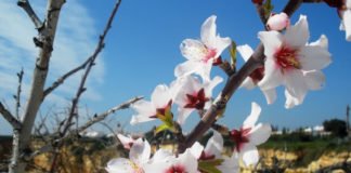 მომდევნო დღეებში ქვეყნის უმეტეს ნაწილში თბილი და უნალექო ამინდია მოსალოდნელი