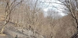 თეთრიწყაროში ხანძრის კიდევ რამდენიმე კერა დაფიქსირდა