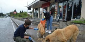 ბოლნისში მიუსაფარი ძაღლები გამოკვებეს (+ფოტო)