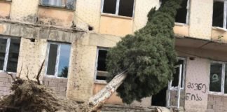 მე-8 მიკრორაიონში ძლიერმა ქარმა ხე მოგლიჯა