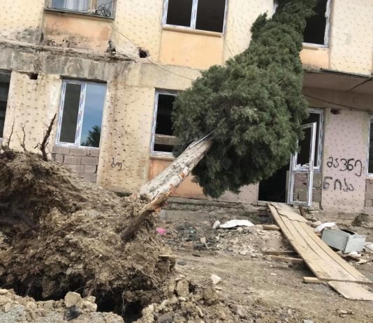 მე-8 მიკრორაიონში ძლიერმა ქარმა ხე მოგლიჯა