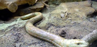 რუსთავში ორ თვეში ქვეწარმავლებთან დაკავშირებით,ცხელ ხაზზე სულ 10 გამოძახება დაფიქსირდა