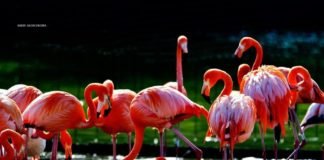 შეკვეთილის დენდროლოგიური პარკი 15 ივლისს ოფიციალურად გაიხსნება(+ფოტო)