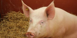 გრიპის ახალი ვირუსი ჩინეთში, რომელსაც პანდემიური პოტენციალი აქვს