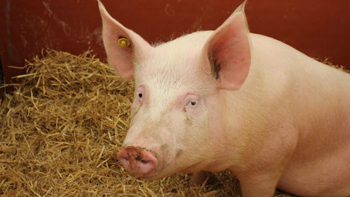 Show_Pig_18097041013