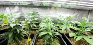 მამაკაცი ნარკოტიკული საშუალების შემცველი მცენარის დათესვას და მოყვანას უკანონოდ ახორციელებდა