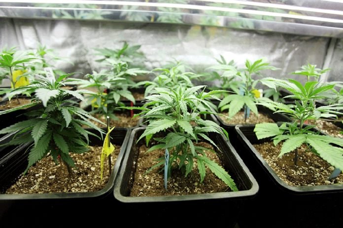 cc8e8972fd99963a7cde4161d69621eb_XL