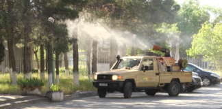 რუსთავში შავი ფიჭვების შეწამვლის პროცესი გრძელდება