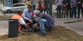 ახლადრეაბილიტირებულ კოსტავას გამზირზე 10 ძირი უნგრული ცაცხვის ხე დაირგო