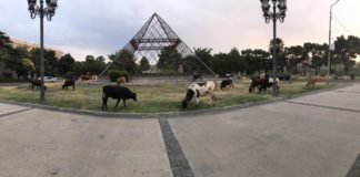 კოსტავას გამზირზე მსხვილფეხა პირუტყვის ყოფნის ფაქტი დაფიქსირდა