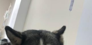 ჰასკმა ხუთი წლის ბავშვი გიურზას თავდასხმისგან გადაარჩინა