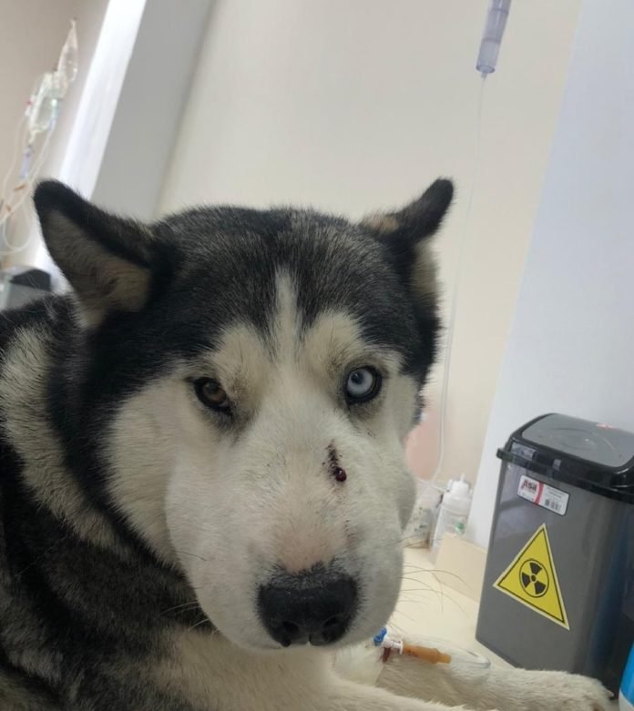 107513298_10156988985772084_4323588717510226942_o