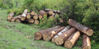 ქვემო ქართლში ხე-ტყის უკანონო მოპოვებისა და ტრანსპორტირების 131 ფაქტი გამოვლინდა