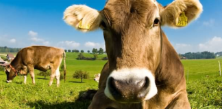 გადაყვანის წესის დარღვევისთვის, პირუტყვს “რუსთავსერვის ცენტრის” ტყე-ჭალებში გადაიყვანენ