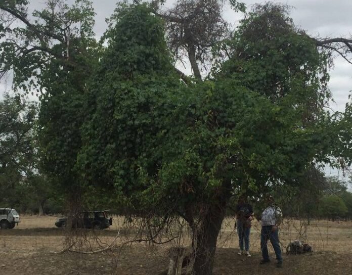 117778014_2465020123630862_7789677680600479830_o