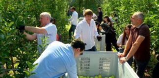 არჩილ თალაკვაძემ გოგი მეშველიანთან ერთად, ვაშლის მოსავლის აღებაში მიიღო მონაწილეობა