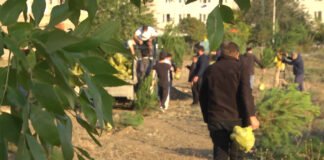 გამწვანების აქცია რუსთავში