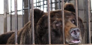 გარეული ცხოველის უკანონოდ დატყვევებისთვის პირი 1000 ლარით დაჯარიმდება