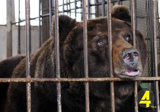 endangered-black-bear-inside-cage-bile-farm-weihai-china-e1449726006890