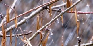 16-19 ნოემბერს საქართველოში თოვლჭყაპია მოსალოდნელი