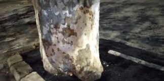 ჩაბეტონებული ხე-რუსთავში ტროტუარზე ასფალტი დააგეს