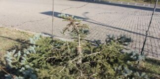 ბოლნისში უცნობმა პირებმა ნაძვის ხე მოჭრეს