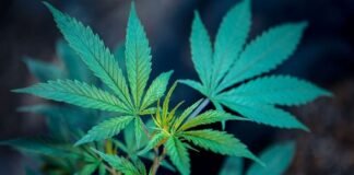 გაერომ მარიხუანა მსოფლიოს ყველაზე სახიფათო ნარკოტიკული საშუალებების სიიდან ამოიღო