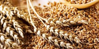 საქართველომ 13 000 ტონა ამერიკული ხორბალი მიიღო