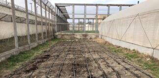 რუსთავის ციხის მსჯავრდებულებმა სათბურში ჩითილების გამოყვანა დაიწყეს