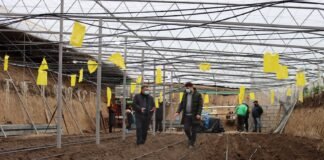 მიწისქვეშა სათბური ბოლნისში: დამწყებ ფერმერს პომიდორი და კარტოფილი მოჰყავს