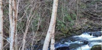 ქედაში მსუბუქი ავტომობილი ხევში გადავარდა