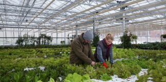 რა ანაზღაურებას სთავაზობს გერმანია საქართველოს მოქალაქეებს ?