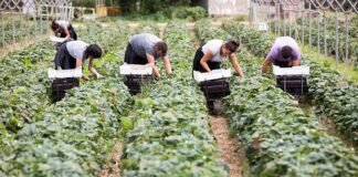 გერმანიაში სამუშაოდ წასვლის პორტალზე 53 274 მოქალაქე დარეგისტრირდა