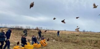 ველურ ბუნებაში 40 ხოხობი გაუშვეს