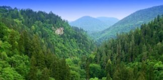 აპრილიდან ქვემო ქართლში ტყის ეროვნული აღრიცხვის სამუშაოები განახლდება