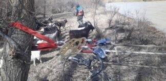 ქვახვრელთან უხვი ნალექის გამო წარმოქმნილი კუნძულიდან პირუტყვის გამოყვანა დაიწყეს