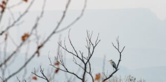 სინოპტიკოსები საქართველოში უნალექო ამინდს ვარაუდობენ