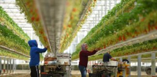 გერმანიაში დასაქმების პროგრამით წასულ მოქალაქეებს სოციალურად დაუცველის სტატუსი არ მოეხსნებათ