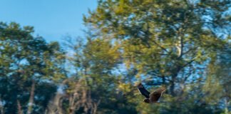 21 მარტი ტყის საერთაშორისო დღეა