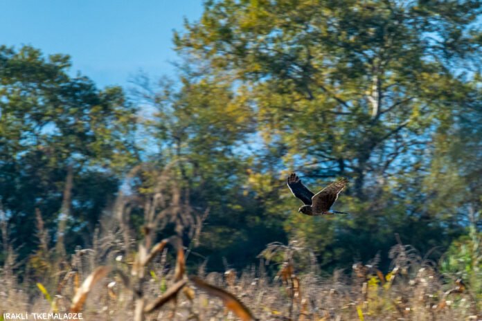 tye garemos saagento